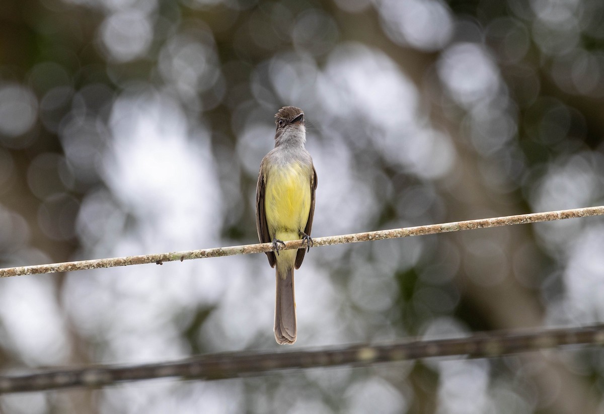 Copetón Feroz - ML645593937