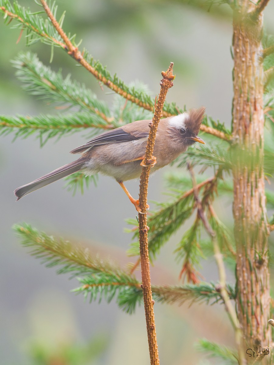 Yuhina Diademada - ML645593938