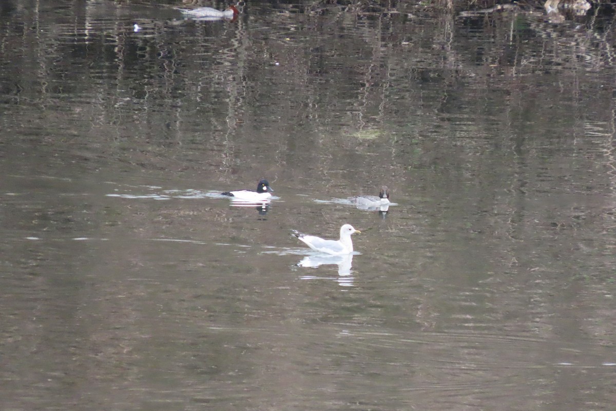 Short-billed Gull - ML645593939