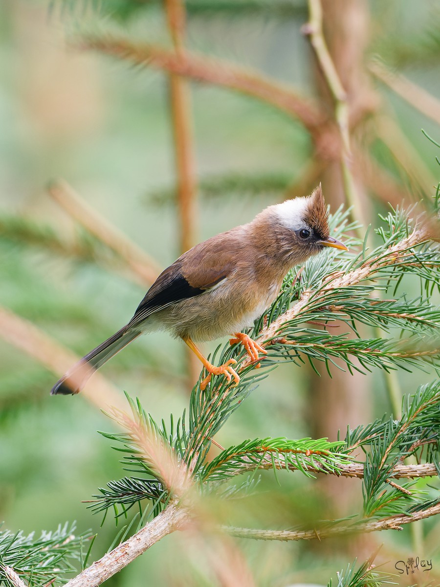 Yuhina Diademada - ML645593940