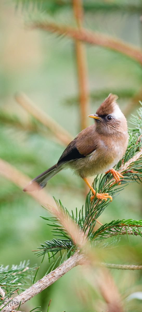 Yuhina Diademada - ML645593941