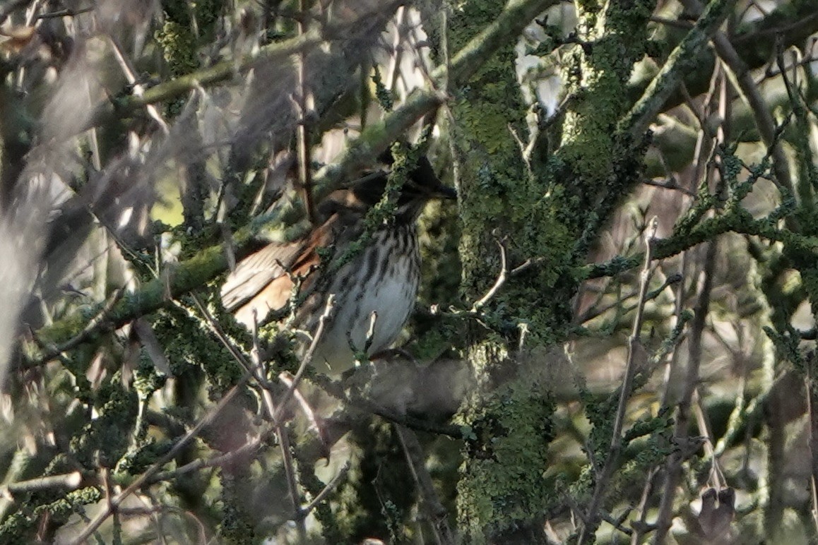 Zorzal Alirrojo - ML645593942