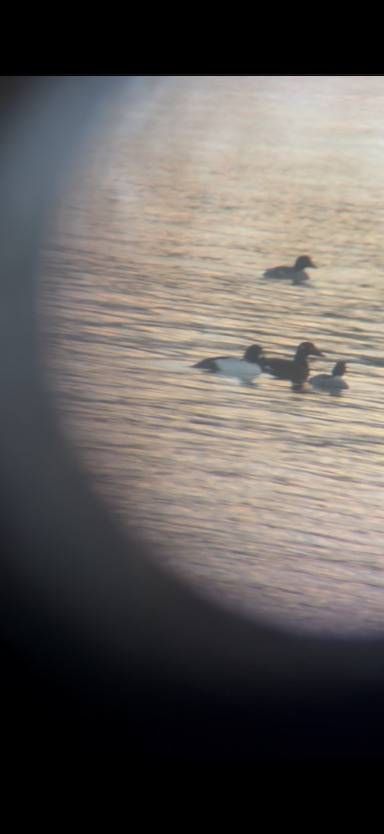 Negrón Aliblanco - ML645593943