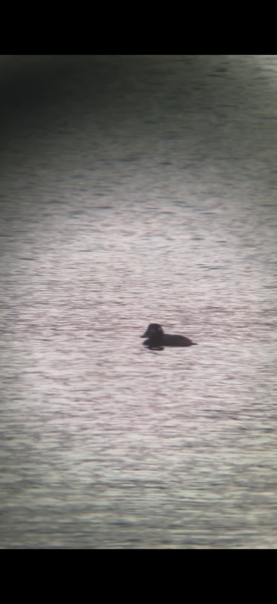 Negrón Aliblanco - ML645593944