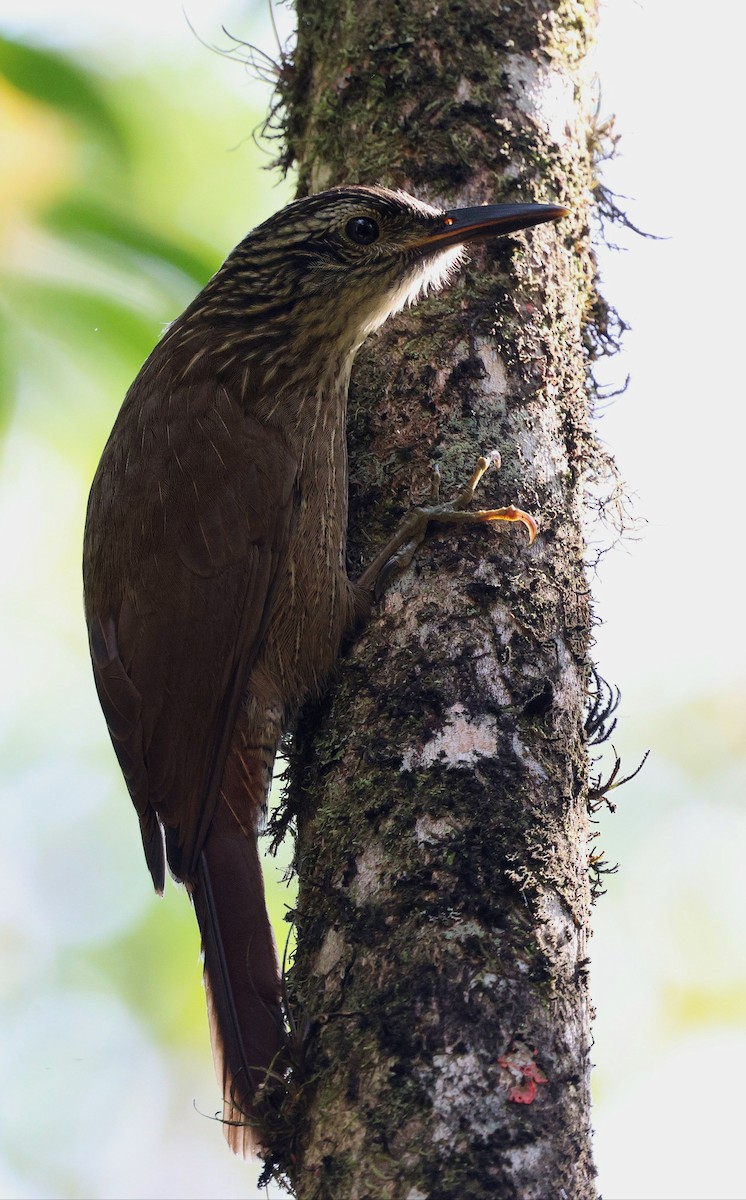 Trepatroncos Oscuro - ML645593945