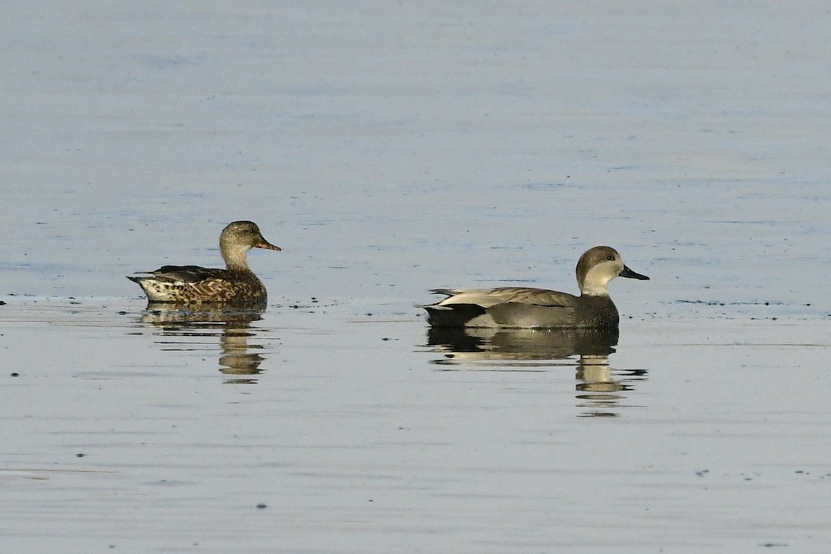 Ánade Friso - ML645593946