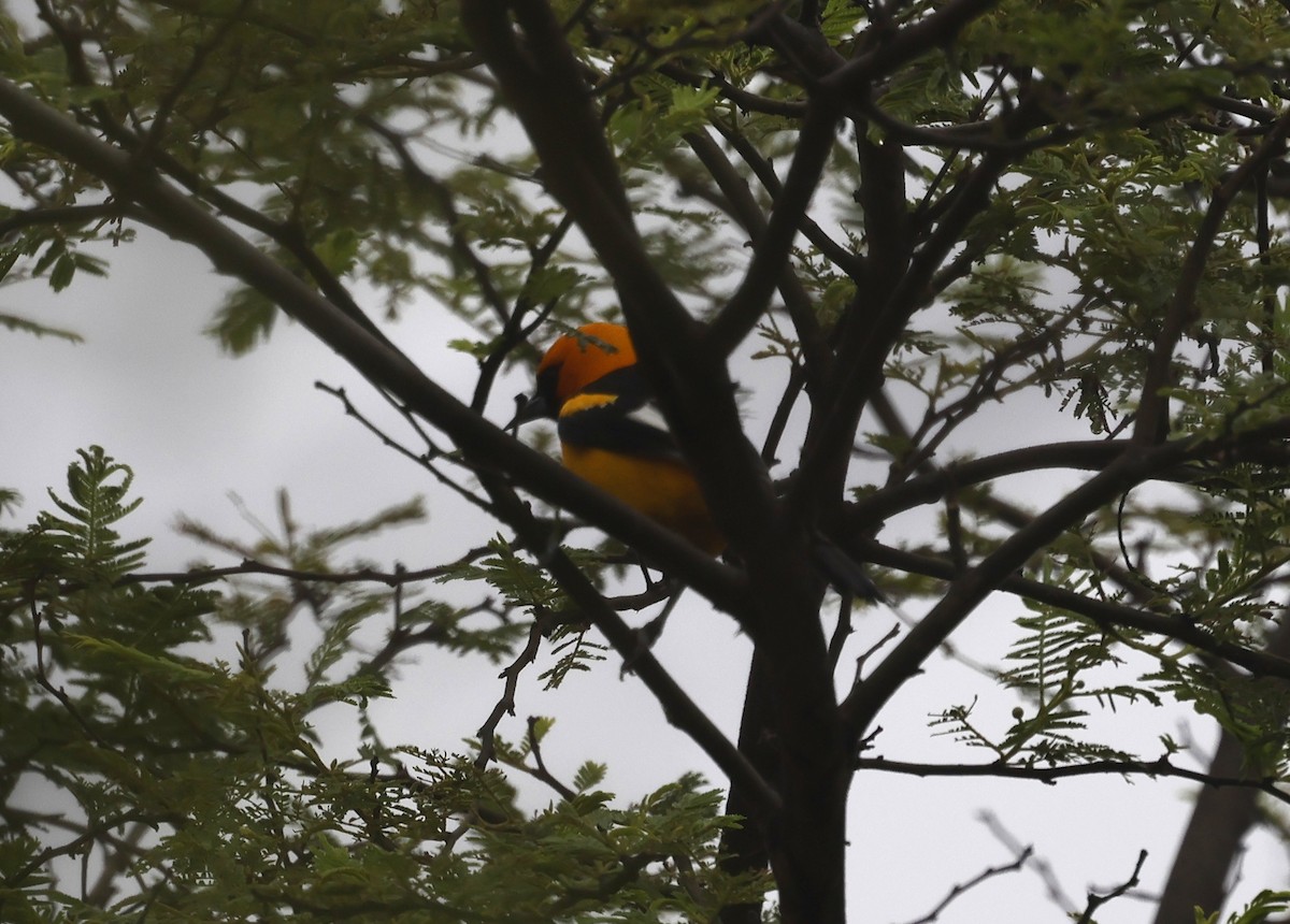 Turpial Aliblanco - ML645593950