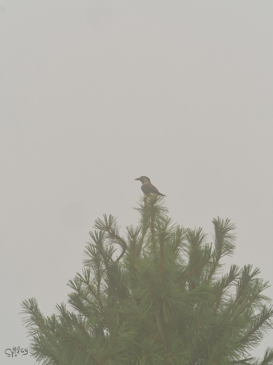 Cascanueces Sureño - ML645593951