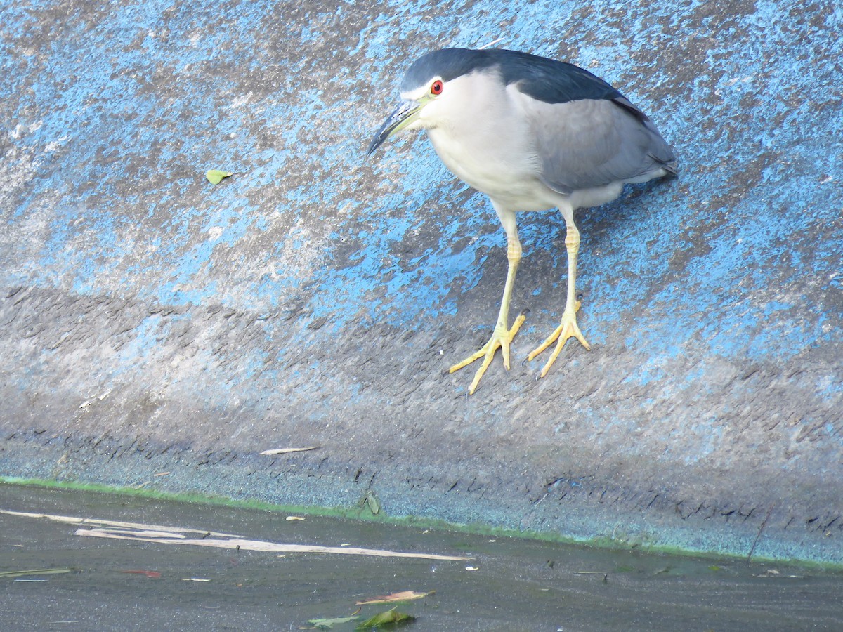 natthegre - ML645593953