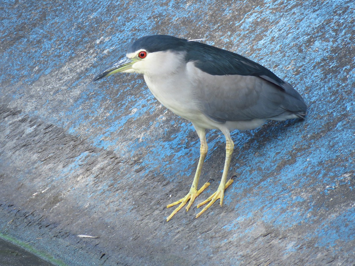 natthegre - ML645593955