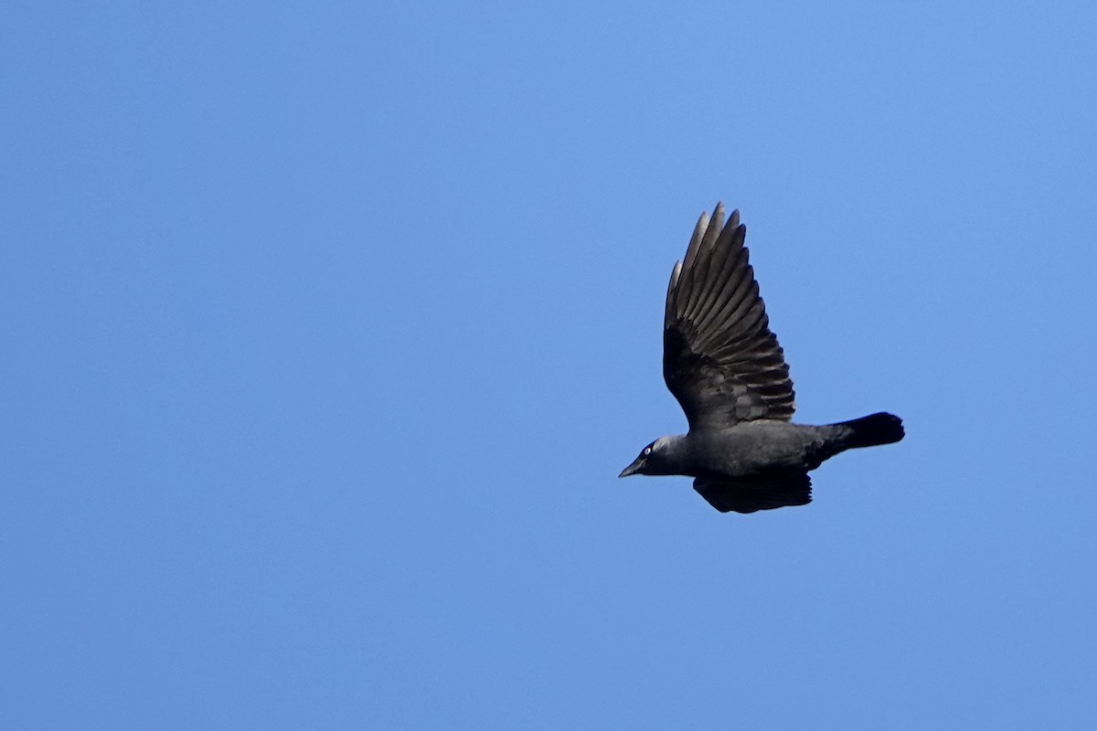 Grajilla Occidental - ML645593957