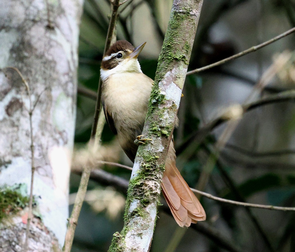 Ticotico Acollarado - ML645593958