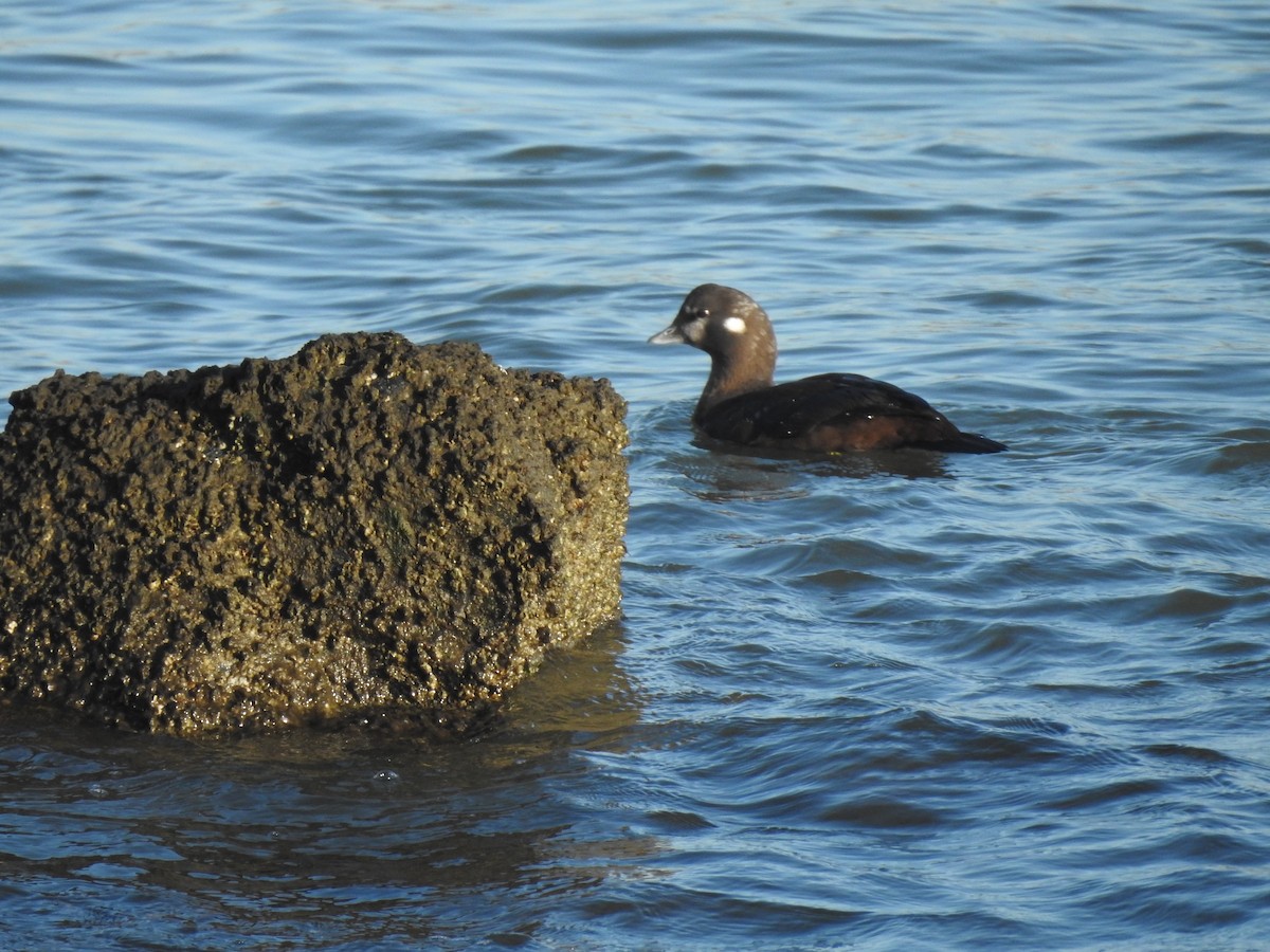 Harlequin Duck - ML645593969