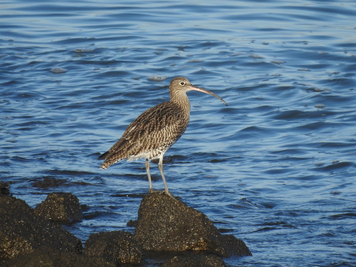 Eurasian Curlew - ML645593974