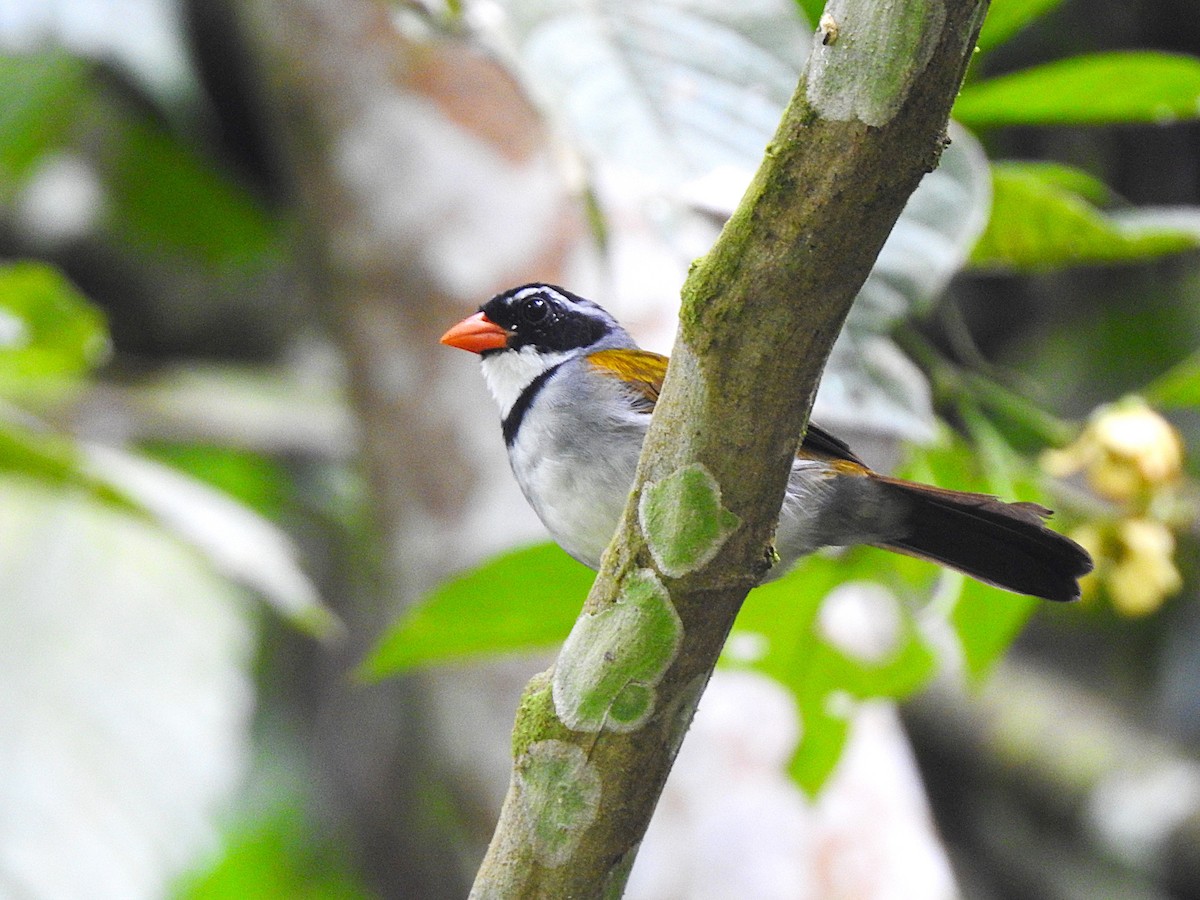 Orange-billed Sparrow - ML645593977