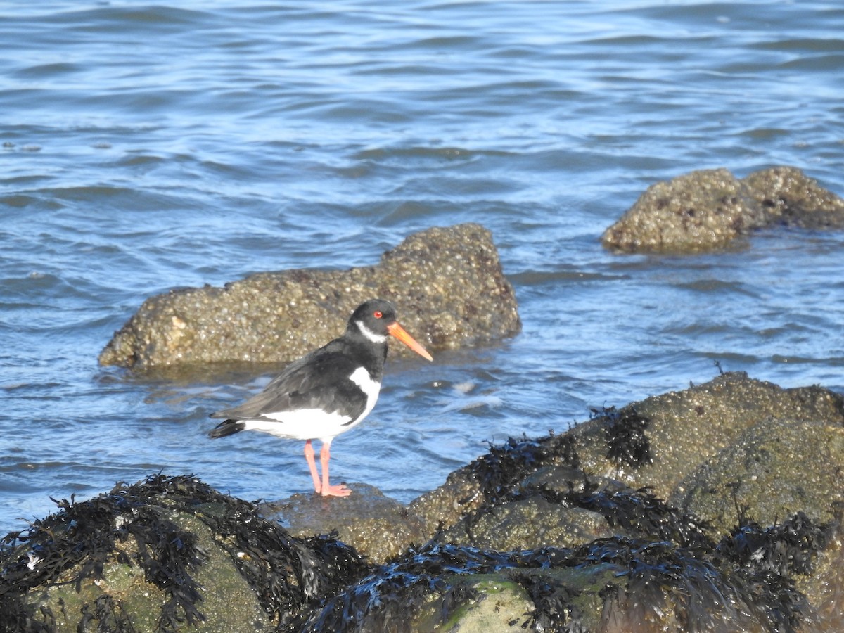 Eurasian Oystercatcher - ML645593978