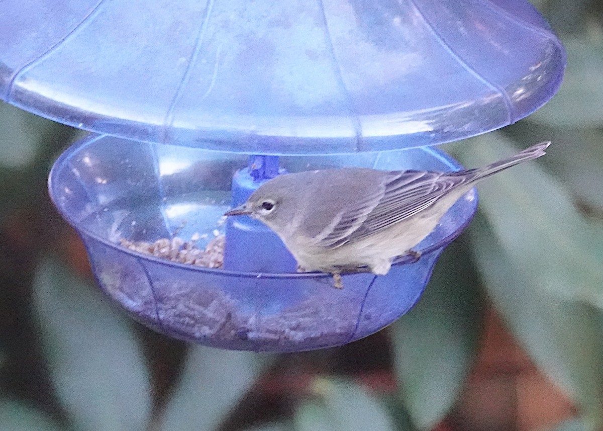 סבכון אורנים - ML645593981