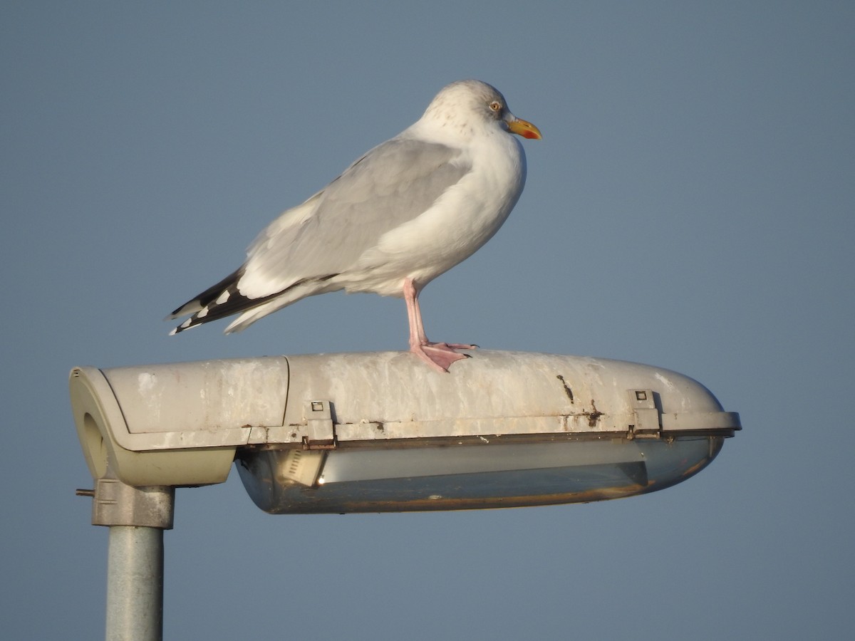 European Herring Gull - ML645593987