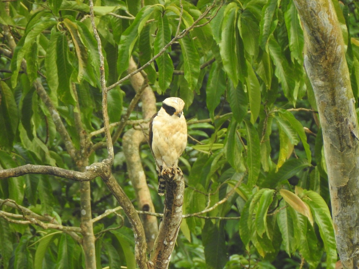 Laughing Falcon - ML645593990