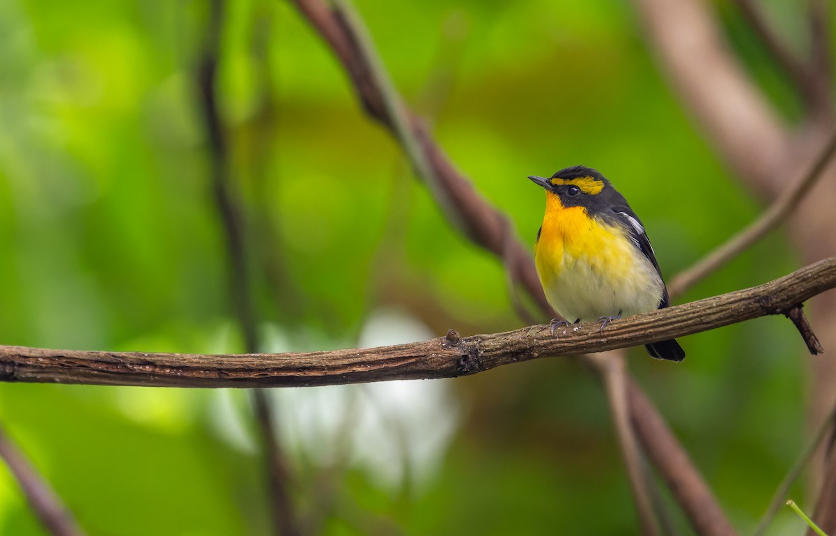 Narcissus Flycatcher - ML645593993