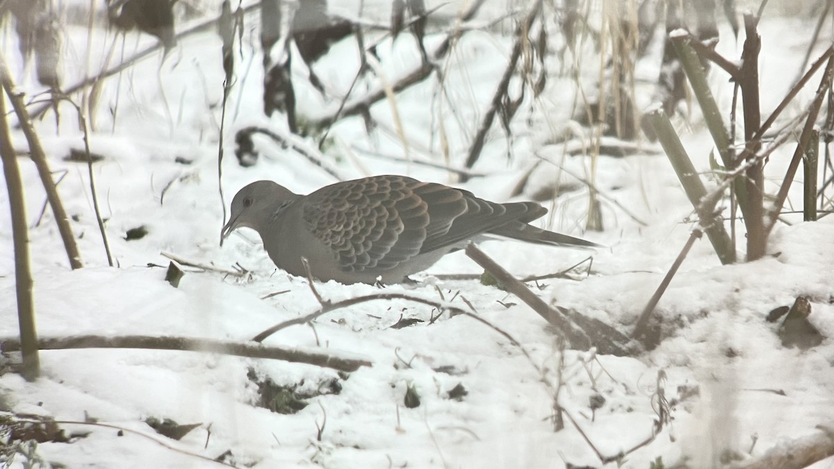 Oriental Turtle-Dove - ML645594006