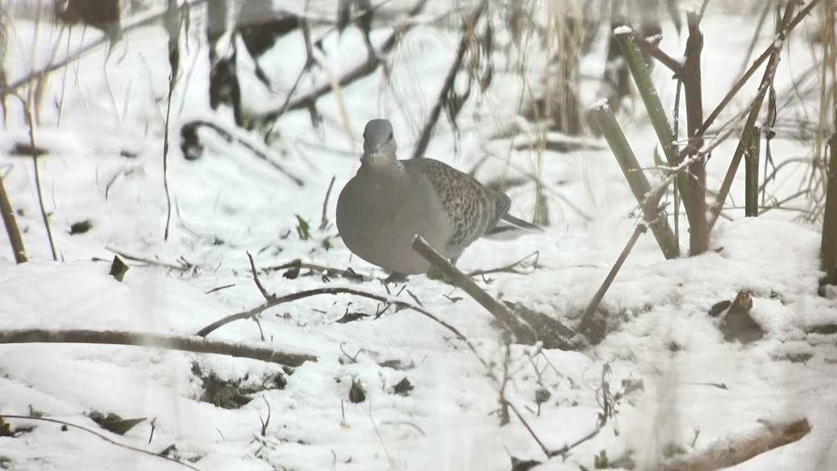 Oriental Turtle-Dove - ML645594007