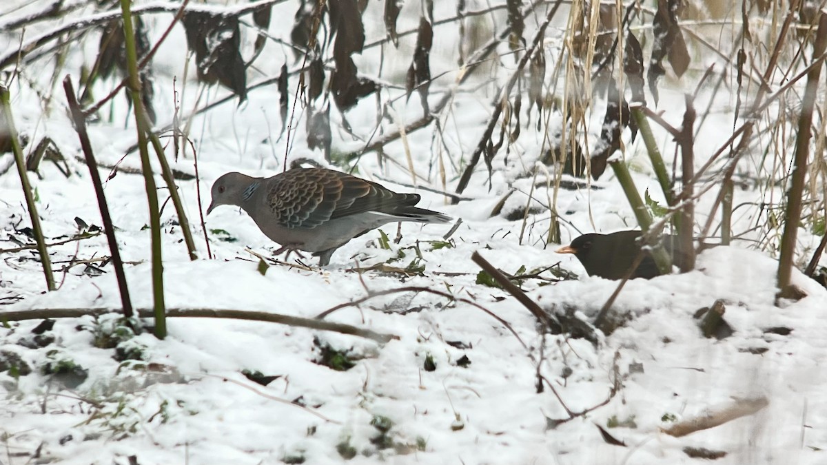 Oriental Turtle-Dove - ML645594008