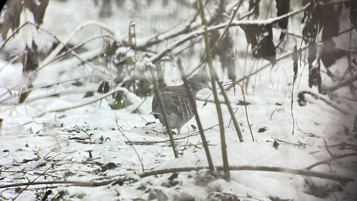 Oriental Turtle-Dove - ML645594009