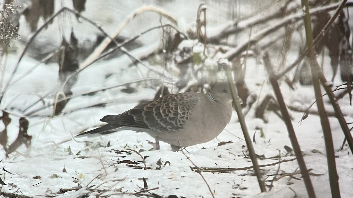 Oriental Turtle-Dove - ML645594010