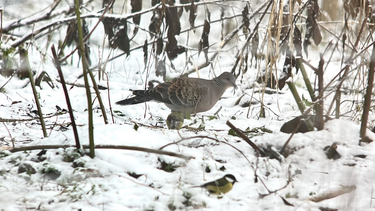 Oriental Turtle-Dove - ML645594011