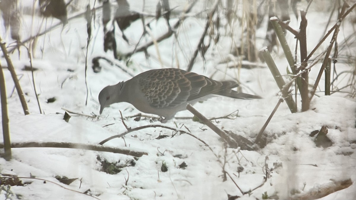 Oriental Turtle-Dove - ML645594012