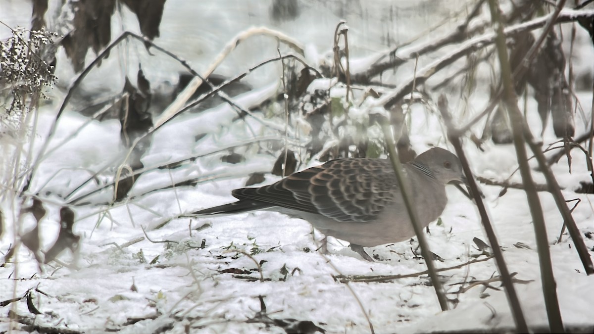 Oriental Turtle-Dove - ML645594013