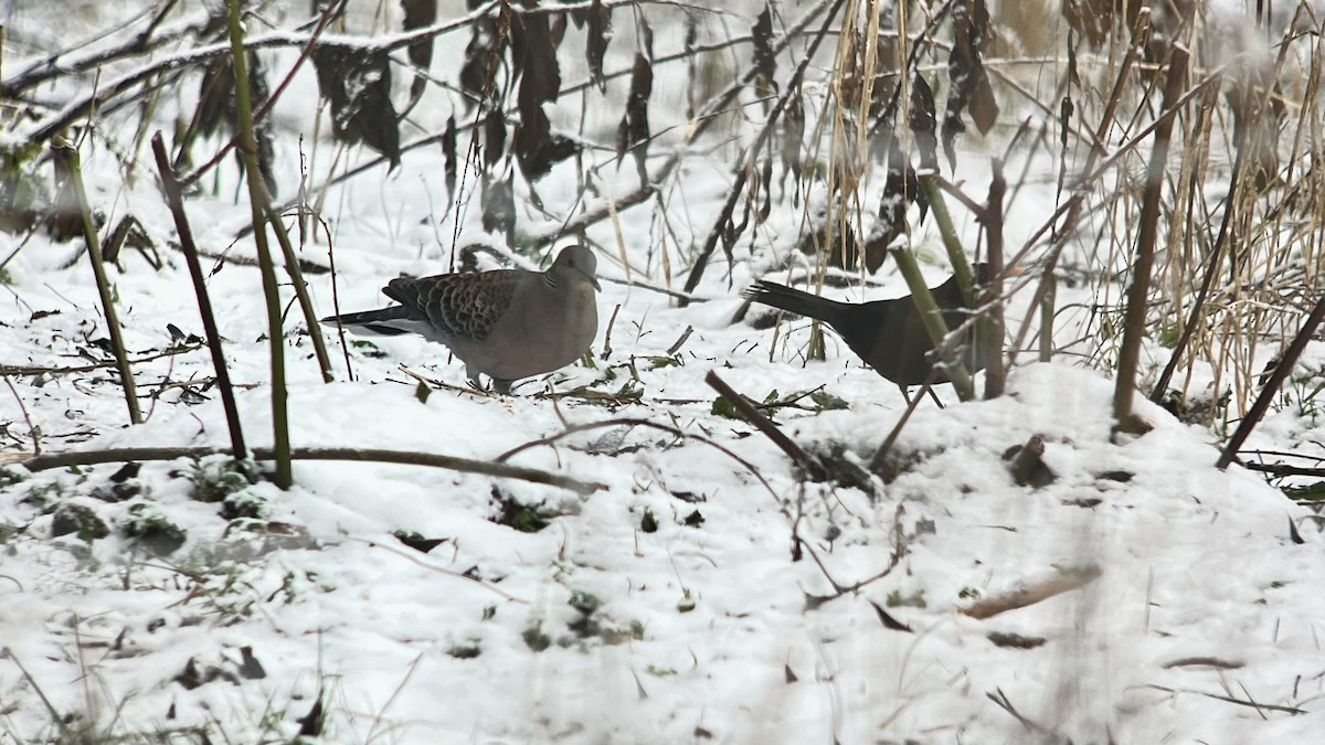 Oriental Turtle-Dove - ML645594014
