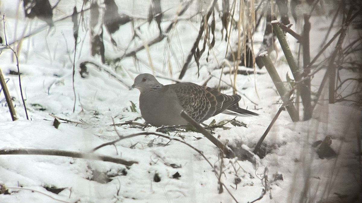 Oriental Turtle-Dove - ML645594015