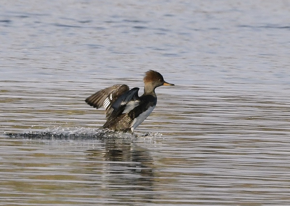 Hooded Merganser - ML645594049
