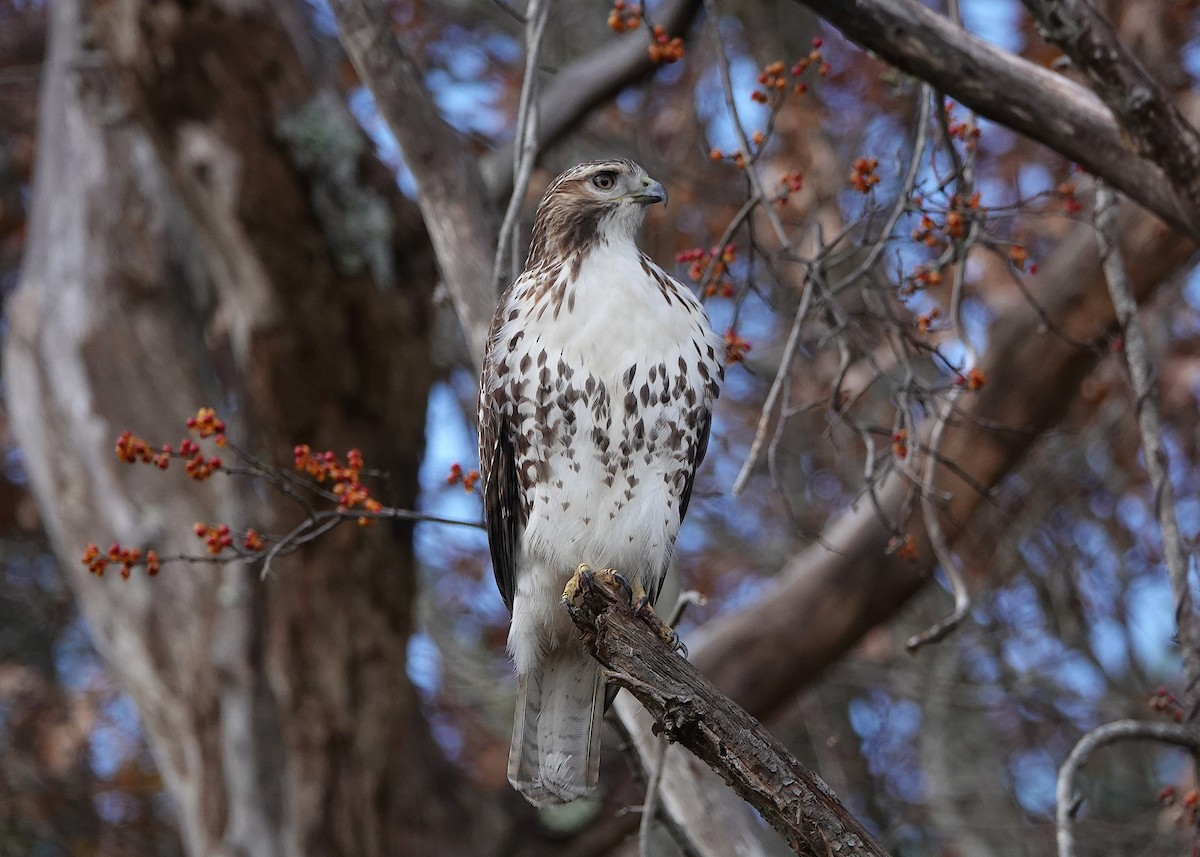 Red-tailed Hawk - ML645594050