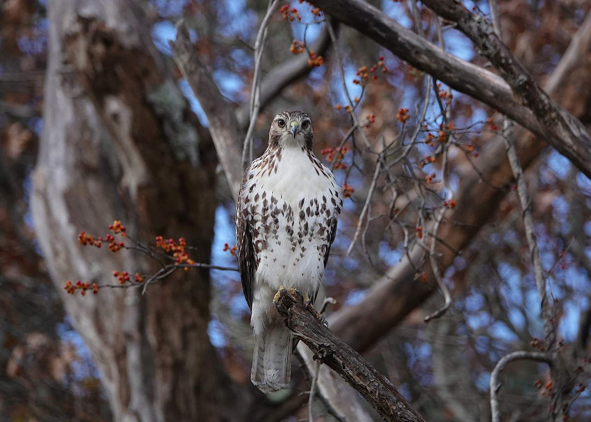 Red-tailed Hawk - ML645594051