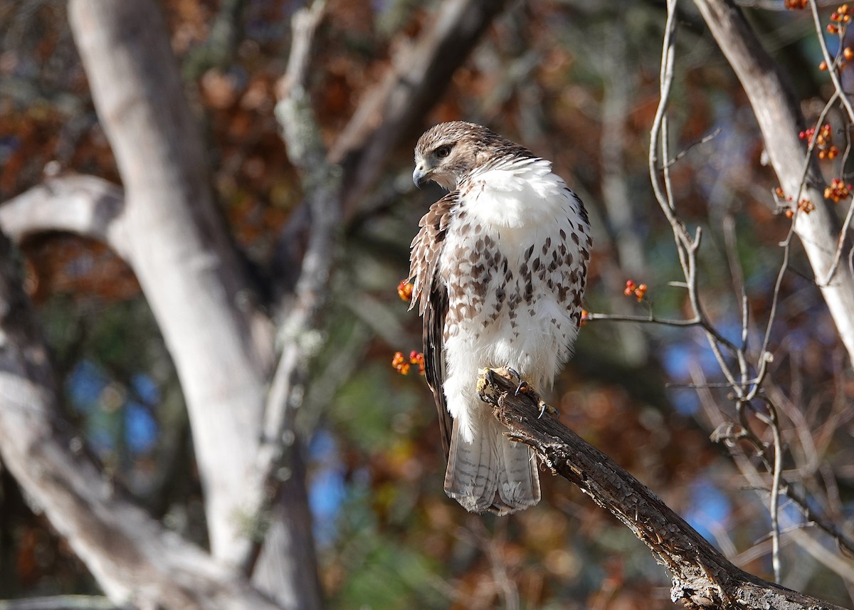 Red-tailed Hawk - ML645594052