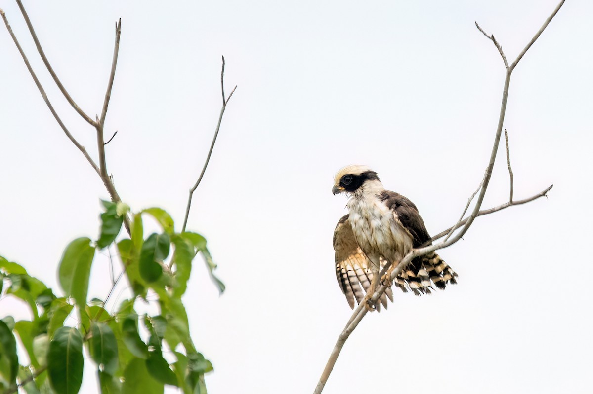 Laughing Falcon - ML645594053