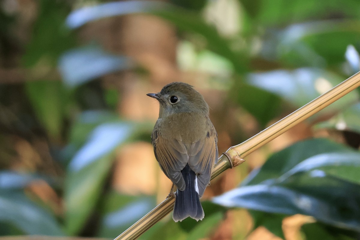 Rufous-gorgeted Flycatcher - ML645594055