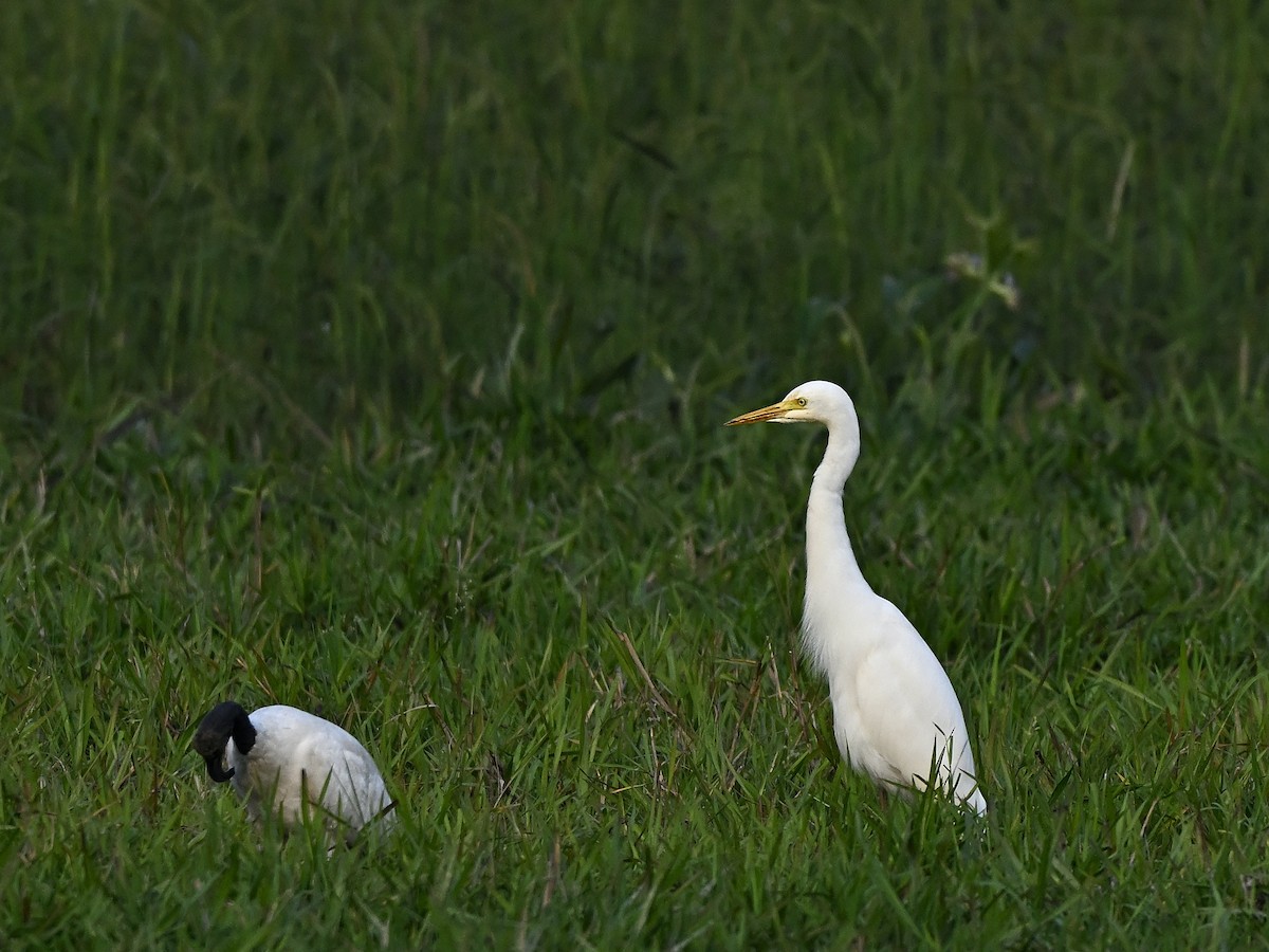 Great Egret - ML645594056