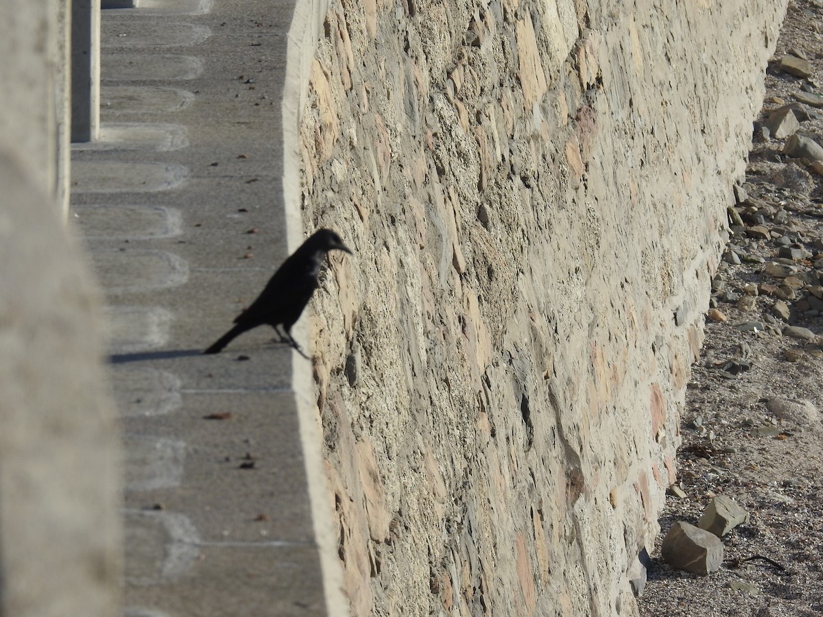 Red-winged Starling - ML645594057
