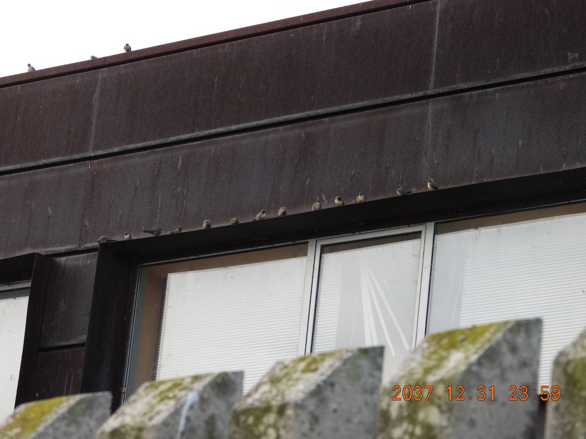 Eurasian Crag-Martin - ML645594058