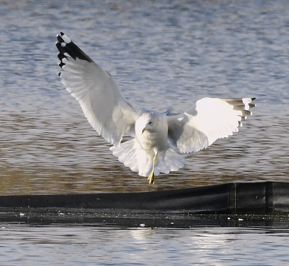 Ring-billed Gull - ML645594060
