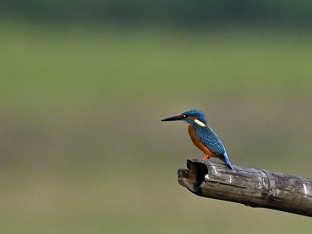 Common Kingfisher - ML645594061