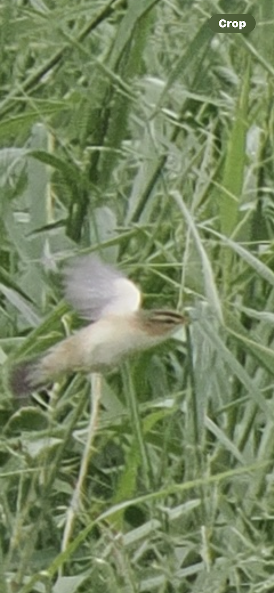 Black-browed Reed Warbler - ML645594062