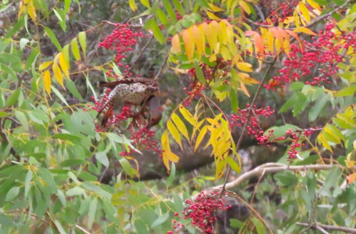 Northern Flicker - ML645594063