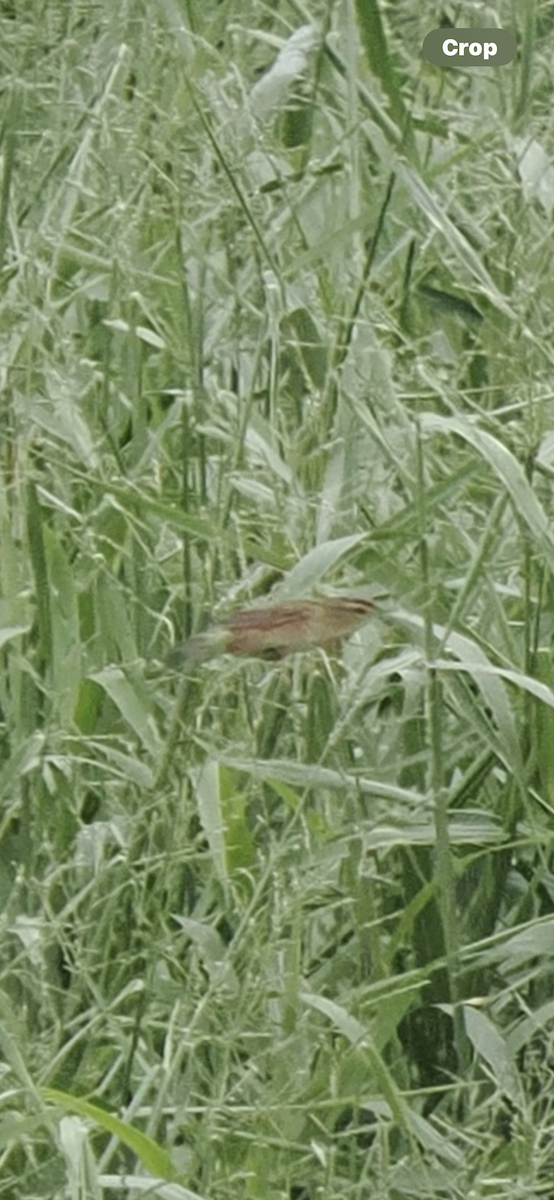 Black-browed Reed Warbler - ML645594064