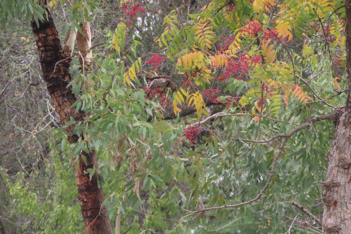 Northern Flicker - ML645594065