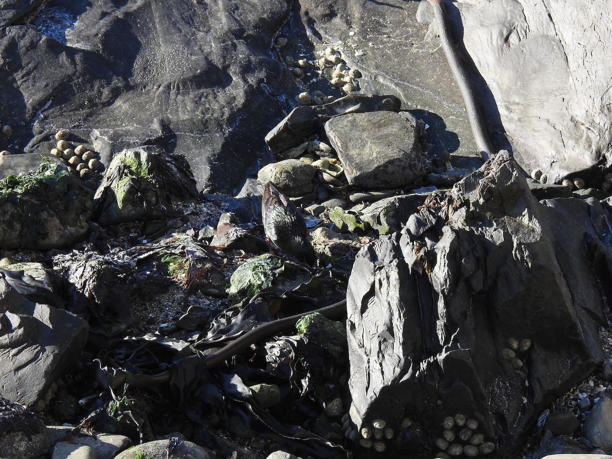 European Starling - ML645594066